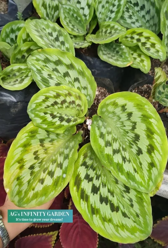 Calathea Merak ( Kaempferia Plant ) Live Plant with FREE plastic pot garden  soil ( Plants for sale and Lowest Price ) AGs Infinity Shop 7 Days Warranty  Live Plant - Lazada | Lazada PH