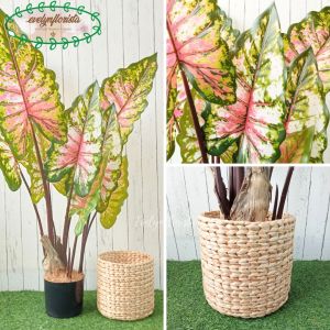 Pohon Daun Keladi Giant Taro T120 Latex Artificial Pot Dasar Hitam Plastik Cover Eceng Gondok Tanaman Hias Pajangan Rumah Aesthetic