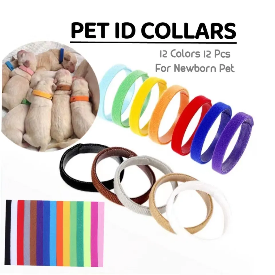 Kitten id outlet bands