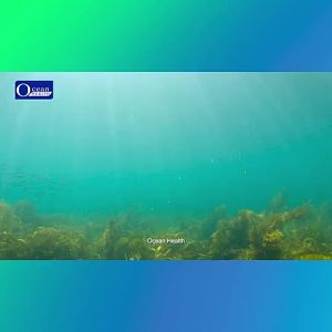 Ocean Health Sustainable Algae -3 (60s) - High-Potency Plant-Based DHA & EPA for Daily Vitality & Wellness (Vegetarian Mini Soft Gels)