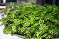 Daun Pakis Sayur Murah. 