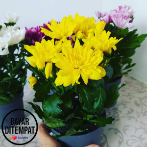 [ KRISAN POT JUMBO ] Tanaman Hias Hidup Bunga Krisan Aster Tanaman Bunga Hidup Seruni 1 POT BUNGA ASTER WARNA WARNI BUNGA ASTER MURAH BUNGA ASTER HIDUP BUNGA ASTER BATIK BUNGA ASTER MERAH BUNGA ASTER TANAMAN SERUNI KRISAN ASTER 6 POHON SUPER GRADE A