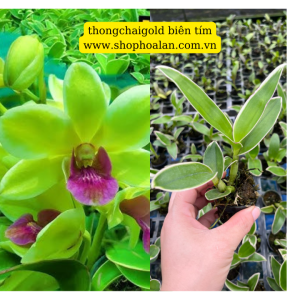 denro thongchai gold lá biên tím chớp lá chớp hoa cây giống dể trồng dể chăm