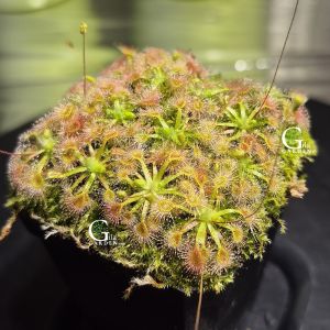 Omissa x Pulchella Pink Flower (1 Plant) [Pygmy Sundew Drosera][Carnivorous Plants][GILAGARDEN]