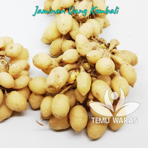 Rimpang Kunir / Kunyit Putih 250gr Segar - Asli Gunung Kidul