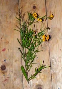TSC - French tarragon stem cutting to grow