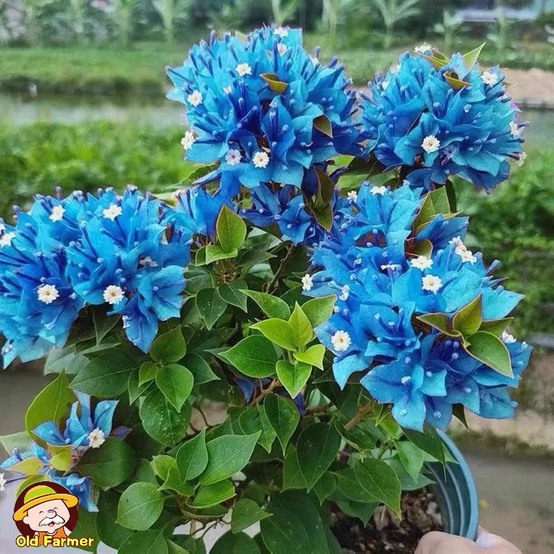 100% Original Bonsai Bougainvillea Seeds Mix Color Flower Seeds for Planting  Flowers (Fresh Seeds - 100pcs) Legit