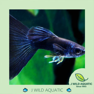 [J Wild Aquatic]—— Blue Head Moscow Guppy 蓝头莫斯科孔雀鱼