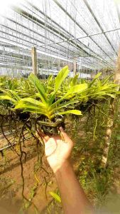 จำหน่ายช้างเขียว PSK180 ชุดนี้ รวมไปในการ์ตูนเขียวตามรูปตัวอย่าง ชุดเลดเดิมให้ดอกช่วงหน้าหนาว ราคาประหยัดที่ 1,200 บาท