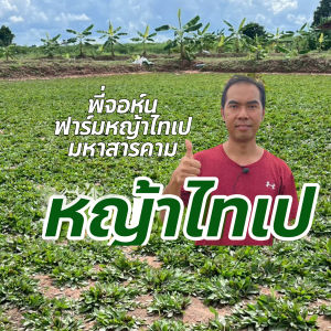 หญ้าไทเป 2 ตรม ( 1 กิโลกรัม) หญ้าสนาม หญ้าสนาม หญ้าไม่ต้องตัด