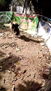 ไข่ไก่ชนก๋อยกัด 100% ร้านจัดส่งไว เจ้าเสือขาว