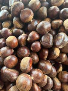 เกาลัดญี่ปุ่นดิบ ยังไม่คั่ว สดใหม่ พร้อมจัดส่ง 1กิโลกรัม