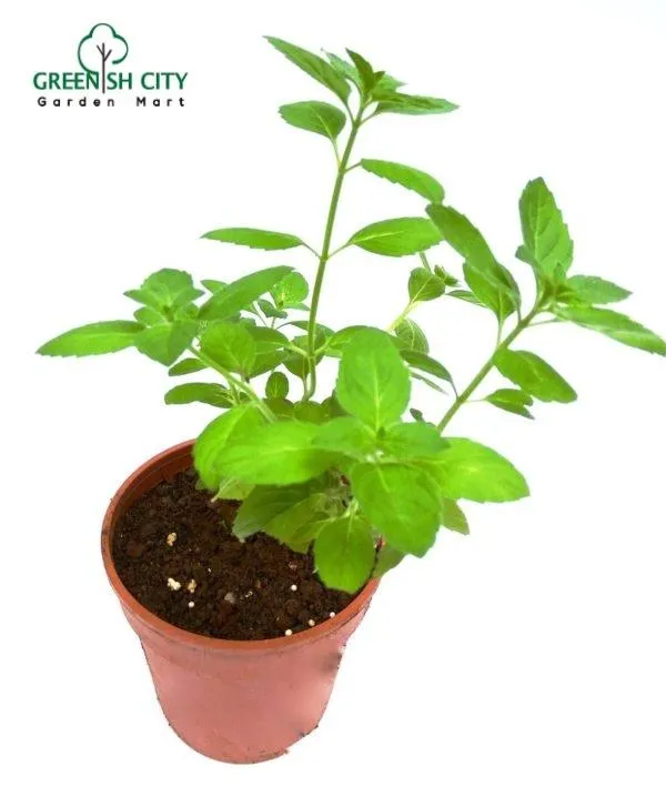 GNC Thulasi Holy Basil Herbs Live Plant Pokok Herba Lazada