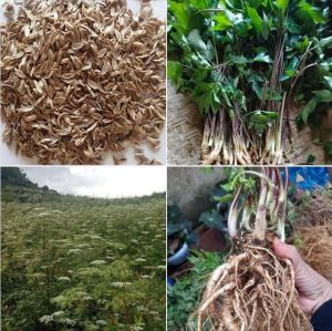 Hạt giống Cây Sâm Đương Quy – Gói 100 Hạt