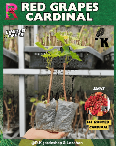 CARDINAL PLANTS BIG GRAPES SEEDLINGS BUHAY NA MATAMIS AT MALAKI ANG BUNGA. LIMITED STOCKS LANG TO