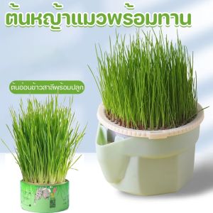 【Clarence-LZ】พร้อมส่ง  หญ้าแมวออแกนิก เมล็ดข้าวสาลี ชุดปลูกหญ้าแมว ถาดเพาะต้นอ่อน 4 แพ็ค