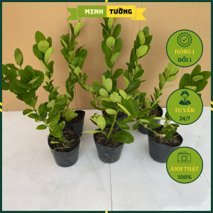 Cây Chanh Vàng Mỹ (Nhanh Ra Trái) - Cây Cảnh Ăn Quả