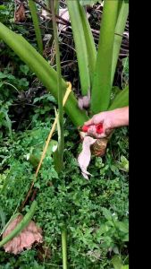 Sadak rumputsabit daun pisang kait daun  pisang bersungguh tajam  ulu farber dan ulu besi