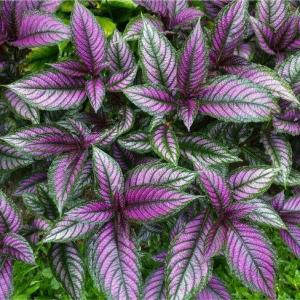 Persian Shield (Strobilanthes dyerianus) -  - Pokok Daun Ungu Metalik - पर्सियन शील्ड पौधा Vibrant Purple Foliage – The Persian Shield Stunning Iridescent Leaves Bold Color Accent Easy Tropical Ornamental LIVE PLANT