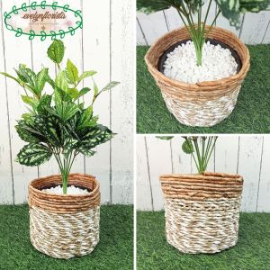 Tanaman Hias Daun Kucai X4 & Tanaman Hias Watermelon Cover Pot Seagrass Coklat Mini Pajangan Ruang Tamu