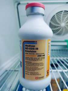Medivac Vaksin Ayam Petelur ND EDS IB Dosis 250 ml Pencegahan Penyakit Pada Ayam Petelur