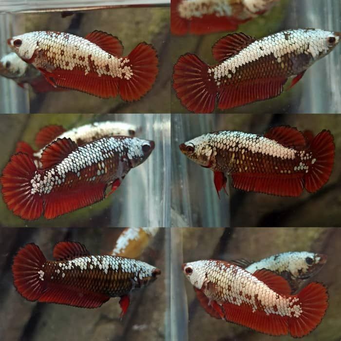 Female Red Samurai HMPK Betta fish Ikan laga L and M+