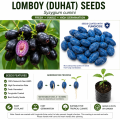 Lomboy (DUHAT) Jumbo Variety Seeds – Coated with Fungicide | Seeds Pang Tanim. 
