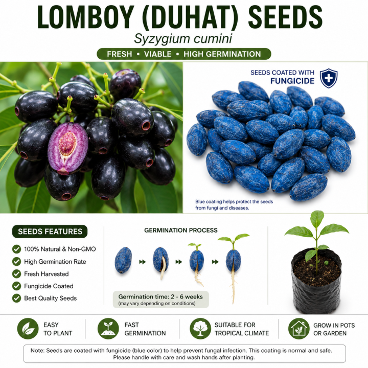 Lomboy (DUHAT) Jumbo Variety Seeds – Coated with Fungicide | Seeds Pang Tanim