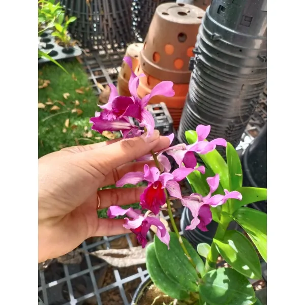 Dendro%20n%E1%BA%AFng%20L%C6%B0%E1%BB%A1i%20B%C3%B2%20T%C3%ADm%20-%20C%C3%A2y%20t%C6%A1%20s%E1%BA%AFp%20cho%20hoa%20-%20Image%208