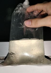 Moina Thai Starter (Live Feed) for larvae/baby fish