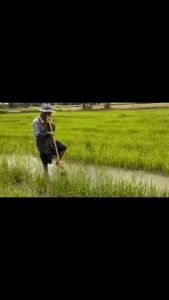 ย้ายข้าว เหล็กซ่อมข้าว ไม่ต้องปวดหลัง ด้วย แทนการก้มปักดำ