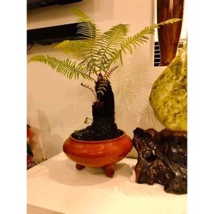 dương xỉ thân gỗ (gốc giống)
