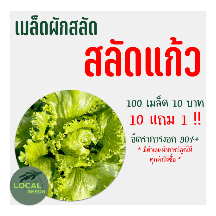 🌱เมล็ดผักสลัดอินทรีย์ ผักกาดแก้ว(หอมห่อ) 100 เมล็ด 10แถม1 🌱อัตราการงอกสูง มีคู่มือการปลูกทุกซอง เมล็ดพันธุ์ เมล็ดพันธุ์ผัก