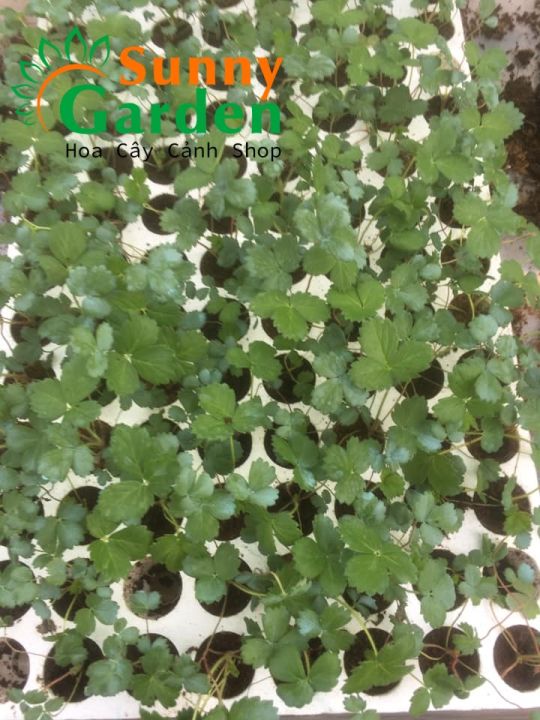 1%20C%C3%A2y%20D%C3%A2u%20T%C3%A2y%20C%E1%BA%A5y%20M%C3%B4%20Amaou%20-%20C%C3%A2y%20%C4%82n%20Qu%E1%BA%A3%20-%20Image%201