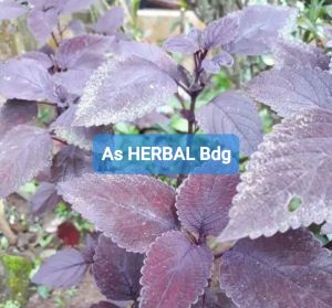 Daun jawer kotok segar / daun iler segar 250 gram-az