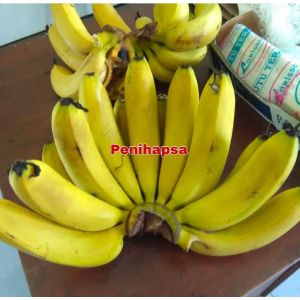 Bibit Pisang Cavendish Asli Super Original