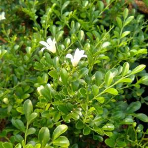 tanaman hias bunga kemuning mini