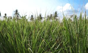 Tinh dầu Sả Chanh 100ml xuất khẩu thị trường Mỹ nguyên chất từ thiên nhiên xông phòng thơm phòng thư giản đuổi muỗi khử khuẩn - KingOil