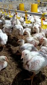 Rambo - Vitamin Ayam Broiler / Vitamin Penggemuk Ayam / Obat Ayam Broiler - Vitamin Ayam Cepat Besar - Vitamin Unggas