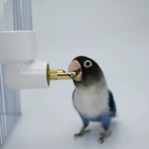 Water Bottle Automatic Feeder for Birds Guinea Pigs Hamsters Small Animals No Drip No Leak for Pet Cages 4.4oz