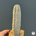 ยูโฟเบีย แอ๊ปเดล Euphorbia Abdelkuri แคคตัส กระบองเพชร cactus&succulent. 