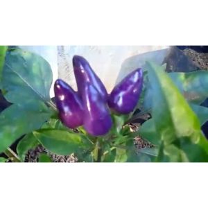 Bibit Tanaman Cabe Ungu Cabe Hitam Sudah Berbuah Cabai