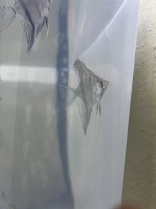 [KT Fish] Santa Isabel cross Manacapuru Angelfish