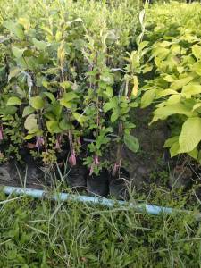 พุทราแดงอินเดีย  ต้นแข็งแรงพร้อมปลูก