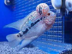 FLOWER HORN GRADE AA 花罗汉鱼