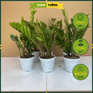 Cây Kim Tiền - Kim Phát Tài Cây Phong Thủy Đem May Mắn Tài Lộc