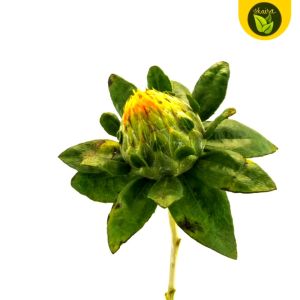 100 Safflower Planting Seeds: Quality & Affordable Binhi Pantanim