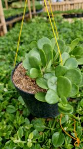 Tanaman Gantung | Jade Taplant ( 1 Pot )