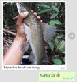 Essen Ikan Baung Paling Bau Amis Isi 30ml. 