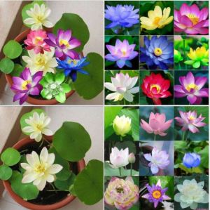 Hạt giống Hoa sen mini Nhật nhiều màu/gói 8 hạt-tặng kèm gói kích mầm